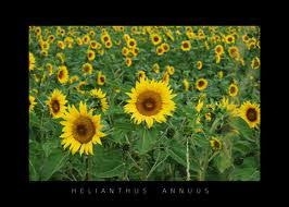 Orang perancis menyebutnya tournesol atau pengelana matahari. Manfaat Bunga Matahari Untuk Kesehatan Mengobati Keputihan Sakit Kepala Sampai Sakit Gigi Detiklife