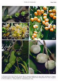 Image result for Shirakiopsis