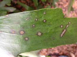 Staghorn and elkhorn diseases both the ferns are relatively pest and disease free. Epiphytic Algae Nature S Half Acre