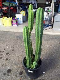 Will die and become a cactus shaped ice cube in a. San Pedro Cactus San Pedro Cacti Cactus Plants Xeriscape