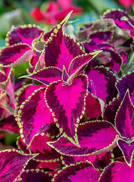 Image result for Coleus