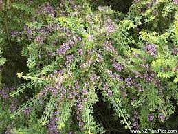 New Zealand Native Plants Photography Recent Nz Natives Additions Oct 2005 Native Plants Plant Photography Trees To Plant
