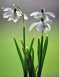 Snowdrops Birth Month Flowers January Flower Month Flowers