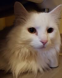 Here you will find a complete list of all the catteries we have located in massachusetts, as well as links to their website and any contact information that we have for them. Adopt Marshie On Petfinder Cat Adoption Cute Cats Cats And Kittens