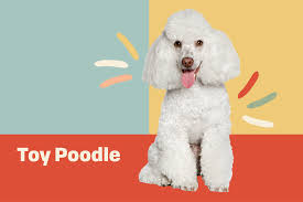 Toy Poodle Dog Breed Information Characteristics Daily Paws