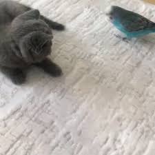 Pebble British Shorthair On Instagram Brother From Another Mother Catstag British Shorthair Brother From Another Mother Brother And Sister Love