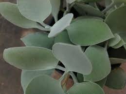 Kalanchoe Hildebrandtii Silver Teaspoons World Of Succulents Succulents Planting Succulents Plants