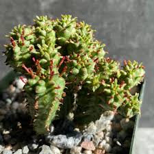Image result for Euphorbia ramulosa