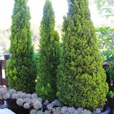 Care Tips For Lemon Cypress Trees Cypress Trees Potted Trees Front Yard Garden
