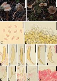Image result for Marasmius sp.