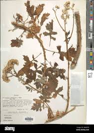 Image result for Solanecio