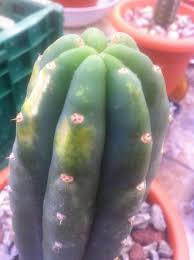 El cactus san pedro (trichocereus pachanoi) es originario de ecuador y perú. Trichocereus Pachanoi Echinopsis Pachanoi Cactus San Pedro