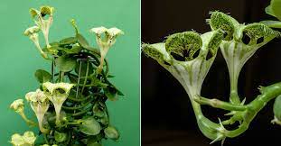 A variety of succulent also known as african parachute how to care for your ceropegia. Ceropegia Sandersonii Parachute Plant World Of Succulents