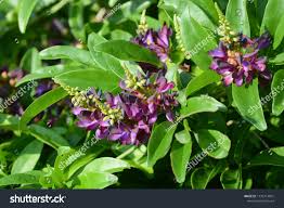 Image result for Millettia bussei