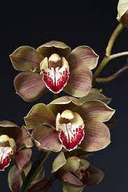 Cymbidium Warona X Cymbidium Chatterbox Unusual Flowers Beautiful Orchids Orchid Flower