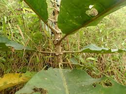 Image result for Anthocleista vogelii