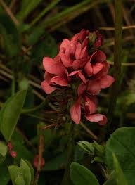 Image result for Indigofera dimidiata