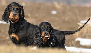 Image result for skotský setr gordonsetr