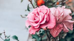 Bedroom wall collage photo wall collage picture wall aesthetic iphone wallpaper aesthetic wallpapers bd art pink photo aesthetic spring aesthetic flower aesthetic aesthetic fashion crown aesthetic queen aesthetic angel aesthetic aesthetic pastel pink rose gold aesthetic. Rose Laptop Wallpapers 4k Hd Rose Laptop Backgrounds On Wallpaperbat