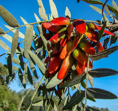 Image result for Schinopsis