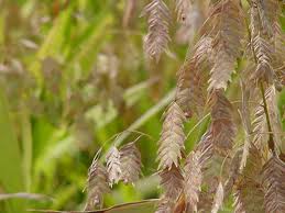 Image result for Chasmanthium latifolium