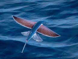 Ikan yang hidup di laut jumlahnya banyak sekali. Nama Nama Ikan Laut Dan Gambarnya Terlengkap Nama Nama Hewan