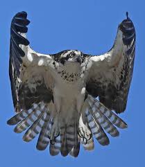 Birds That Look Like Eagles In Florida Osprey In Florida Photo Anthony Goldman Birds Of Prey Animal Line Drawings Pet Birds