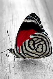 God S Artistry Kelebekler Resim Yusufcuk