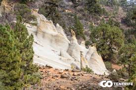 Paesaggio soleggiato stupefacente con la foresta dell'altopiano del pino. Vilaflor Tenerife