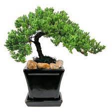 Japanese Juniper Bonsai Tree 4 6 Year Old 4 Inch Square Pot Attached Tray Black Grown By Eve S Gard Indoor Flowering Plants Juniper Bonsai Bonsai Garden