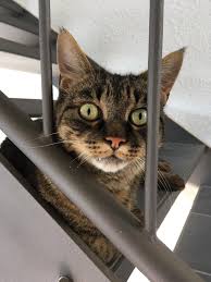Aber nur lustig ist für mich auch nicht der wahre jakob. Bockhorn Am Weltkatzentag Sind Besonders Viele Katzenbabys Im Tierheim Bockhorn