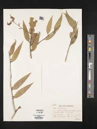 Image result for Capparis erythrocarpos