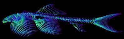 Skeletal Study Suggests At Least 11 Fish Species Are Capable Of Walking Eurekalert Science News
