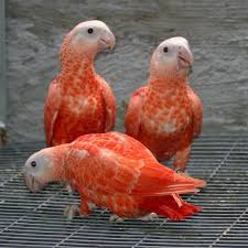 Pink African Grey Parrots African Grey Parrot Parrot Pet Birds