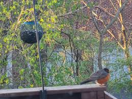 The plumpest robin Ive ever seen, at our bird feeder. : rmildlyinteresting