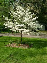 Pin By Sarah Spiller On Flowering Trees Garden Shrubs Small Ornamental Trees Backyard Plants