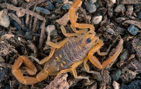 We live at the base of south mountain, literally a dessert haven for scorpions, bugs, critters of all makes. Scorpion Control Total Pest Protection In Phoenix Az