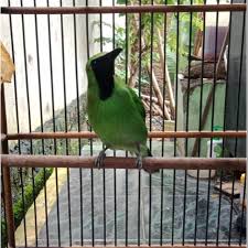 Setelah artikel yang kemaren kami tulis yaitu tentang harga cucak ijo mini.untuk ulasan yang sekarang ini kami akan membahas cara membedakan cucak ijo mini betina dan jantan, pada saat kita mensuvie di kalangan penggemar burung cucak ijo mini. Burung Cucak Ijo Cucak Daun Besar Shopee Indonesia
