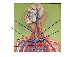 A&p ii lab exam 1, blood vessesl labeling in cat and model. Lab Exercise Anatomy Of Blood Vessels Ppt Video Online Download