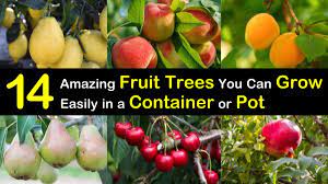 Maybe you would like to learn more about one of these? 14 Amazing Fruit Trees You Can Grow Easily In A Container Or Pot