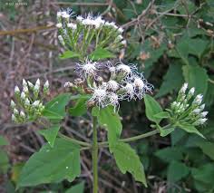 Image result for Chromolaena