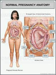 The fetus is inside the membrane sac within the uterus and high within the abdomen. Seven Types Of Pregnancy Injuries From A Car Accident Premier Law Group