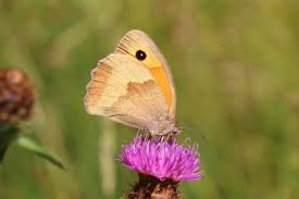 Image result for Malouetia