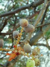 Image result for Lannea discolor