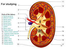 Image Result For Human Kidney Longitudinal Section Renal Chronic Kidney Disease Human Kidney