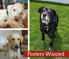 Available akc puppies for adoption $0. Foster Central Indiana Lab Rescue Adoption