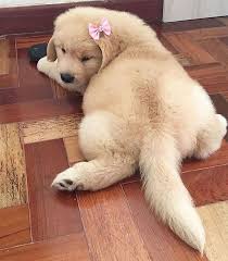 Pin On Cute Animals