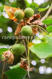 Image result for Aleurites