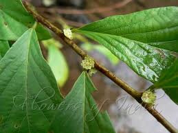 Image result for Bridelia ripicola