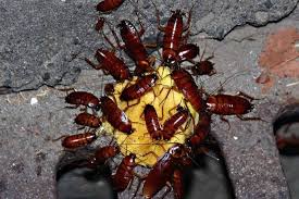 Crickets also eat a lean hamburger and beef roast. What Do Cockroaches Eat Pestseek